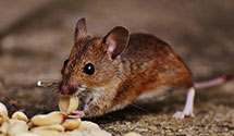 24 Hour & Emergency Exterminators in Spokane Valley, WA